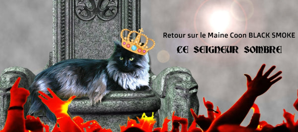 Retour Sur Le Chat Maine Coon Black Smoke Vraiment Chat