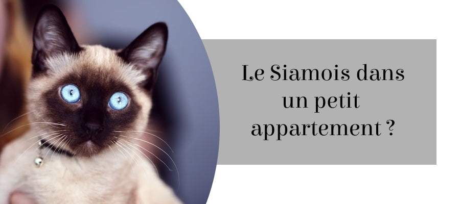 Le Chat Siamois Peut Il Vivre Dans Un Appartement Vraiment Chat