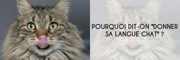 Origines De L Expression Donner Sa Langue Au Chat Vraiment Chat