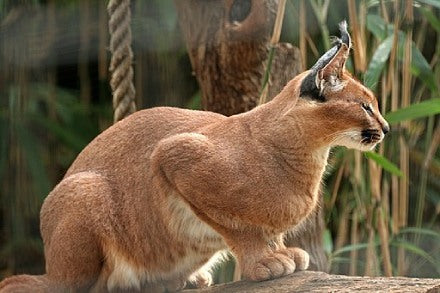 chat Caracal