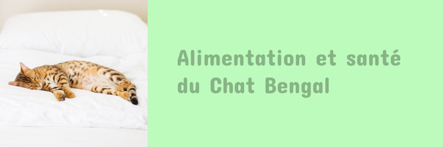 alimentation du chat bengal