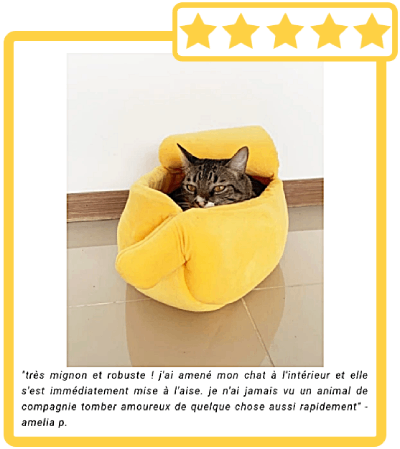 chat dans bananas bed