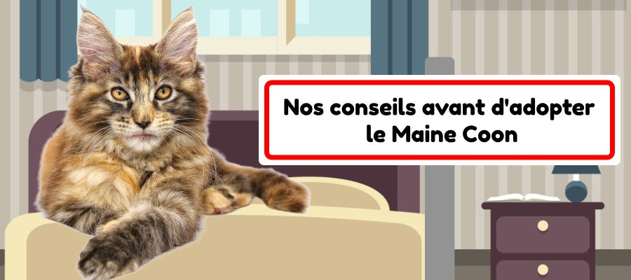 conseils adopter un maine coon