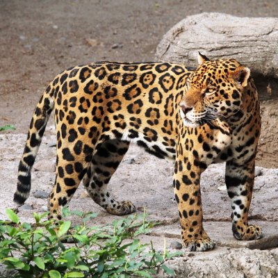 jaguar espèce menacée