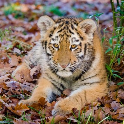 tigre de sibérie espèce menacée