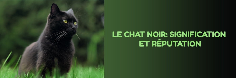 Le Chat Noir Signification Reputation Vraiment Chat