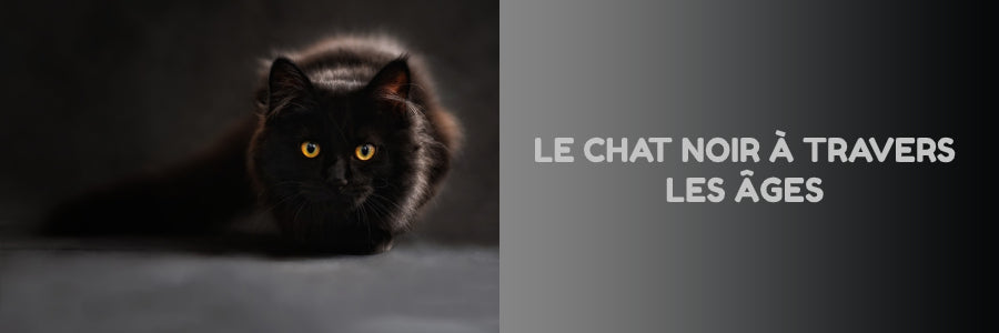 Le Chat Noir Signification Reputation Vraiment Chat