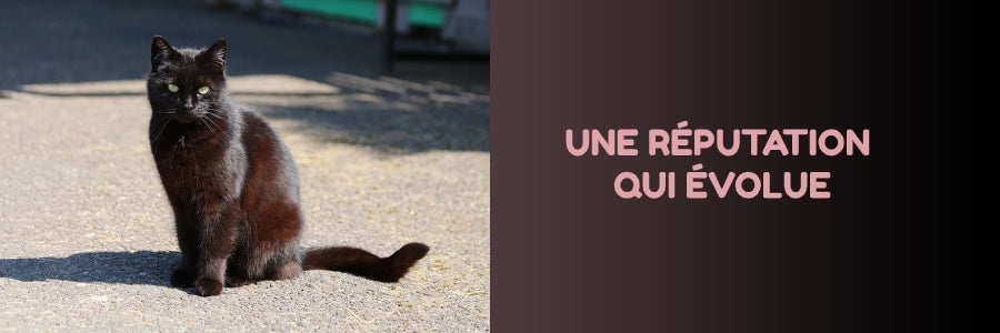 Le Chat Noir Signification Reputation Vraiment Chat