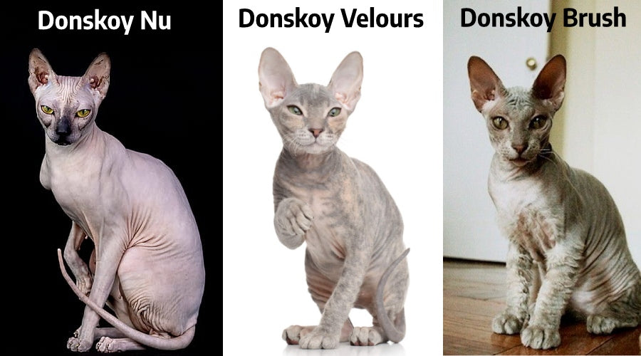 Le Chat Sans Poil De Race Donskoy De Russie Vraiment Chat