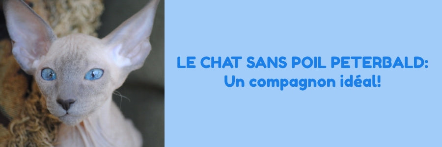 le chat sans poil Peterbald