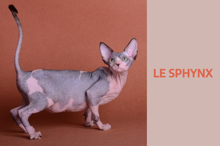 le sphynx