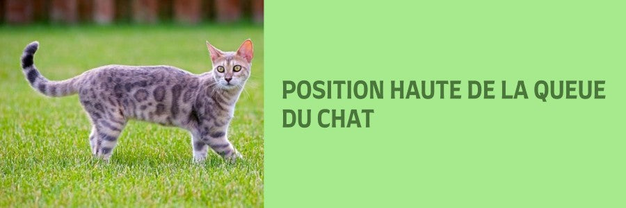 Signification Des Mouvements De La Queue Du Chat Vraiment Chat