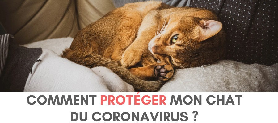 protection du chat contre le coronavirus