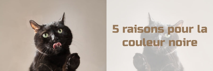 5 raisons pourquoi le chat noir est noir
