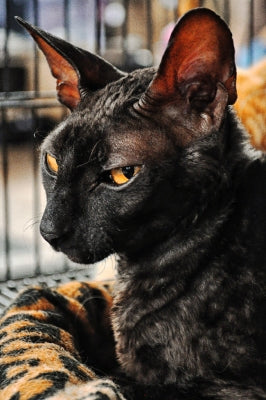 Chat Devon Rex Noir