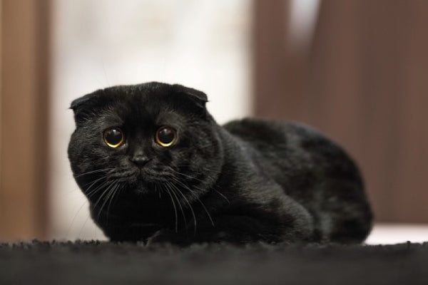 Chat Scottish Fold Noir