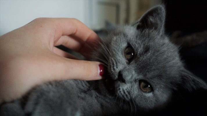 Chat British Shorthair