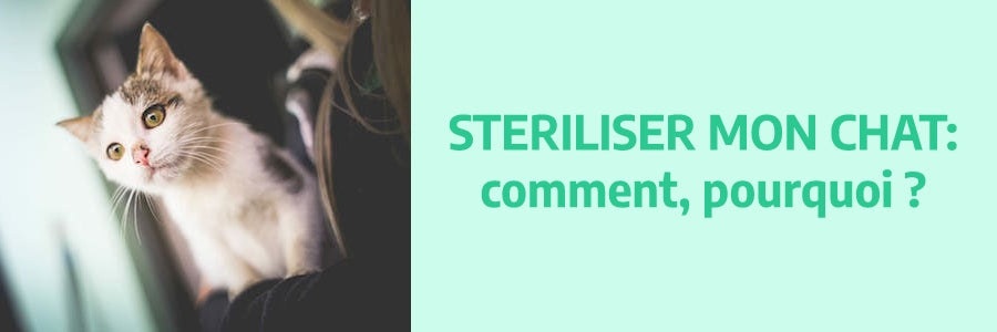 Stériliser mon chat: comment pourquoi?