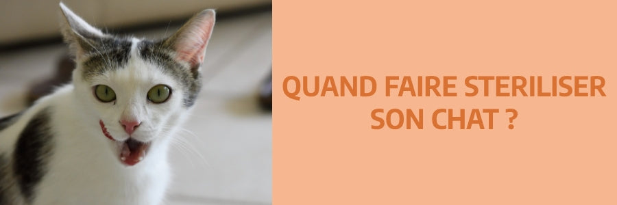 Quand faire stériliser son chat ?