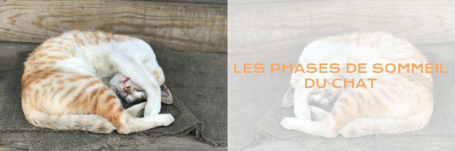 phase de sommeil chat