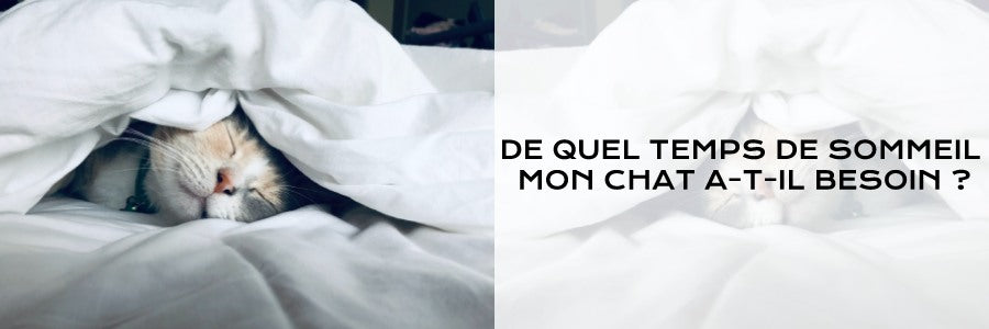 combien de temps de sommeil chat