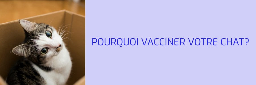 pourquoi vacciner son chat ?