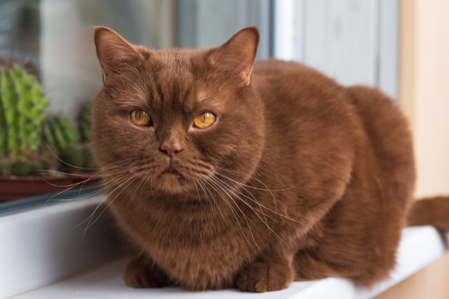 british shorthair cinnamon cannelle