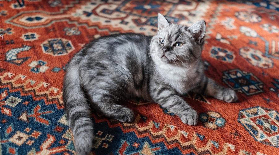 British Shorthair Tabby