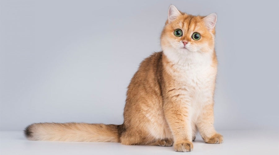 british shorthair roux