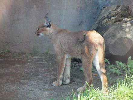 chat caracal
