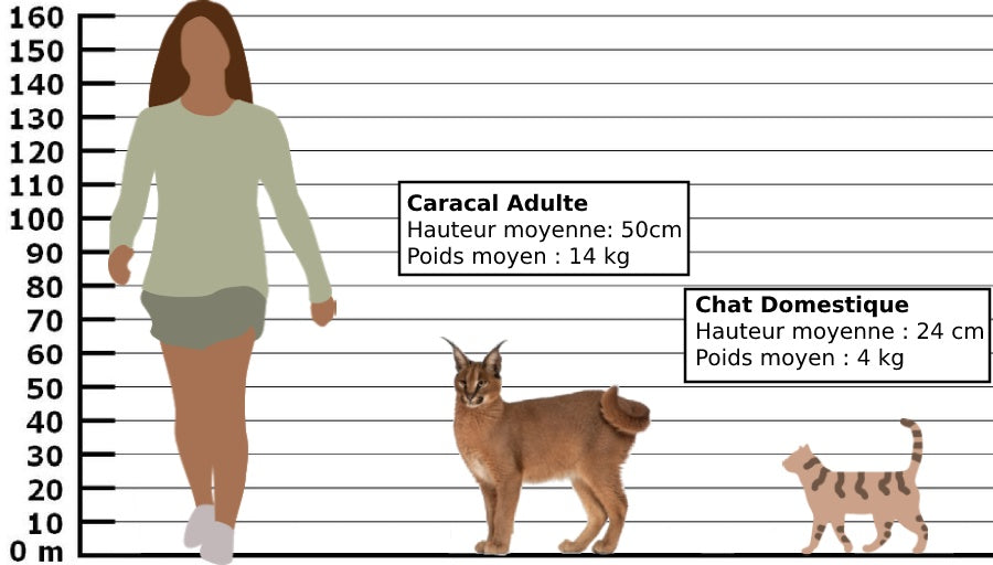 caracal comparaison taille humain et chat