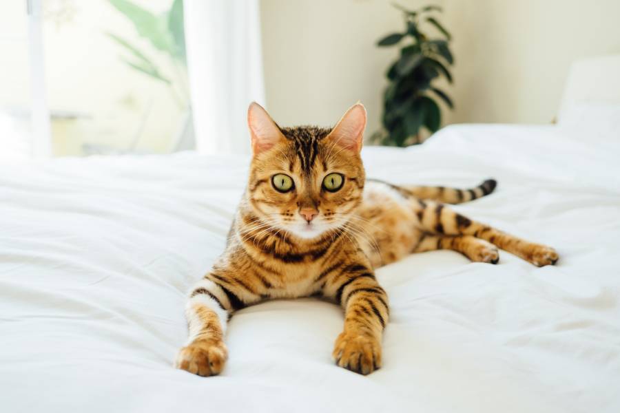 chat bengal vous regarde du lit