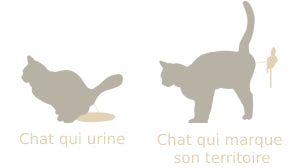 chat qui urine ou qui marque son territoire