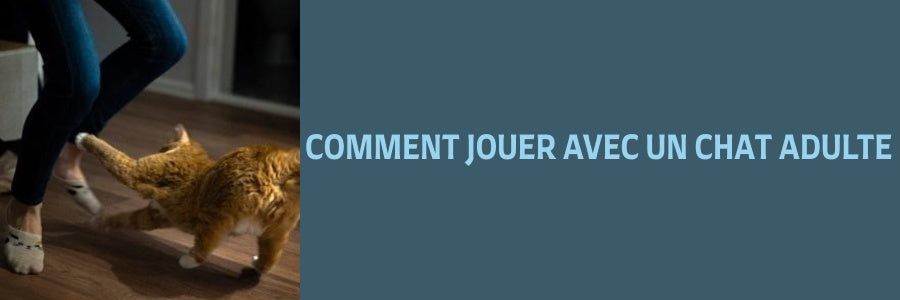 comment jouer avec un chat adulte