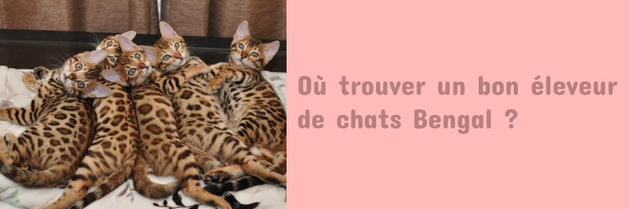 Où trouver un éleveur de chat Bengal