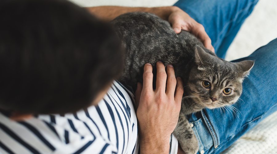 Chat tigré roux : quelle est sa signification dans nos vies ?