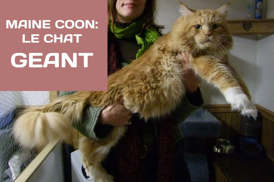 Maine coon le chat géant