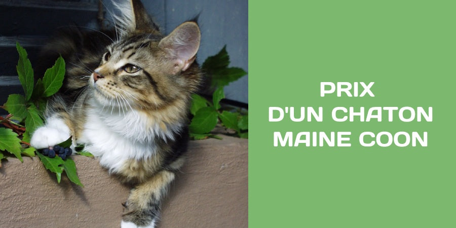 prix d'un chaton maine coon