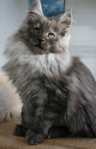 maine coon black smoke assis