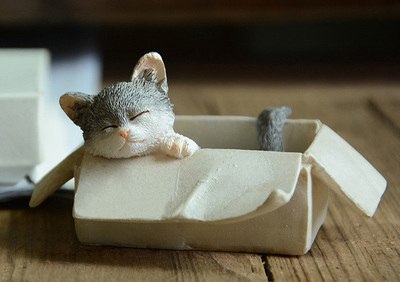 chat au bord du carton