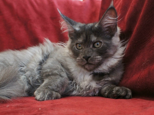 chaton maine coon black smoke