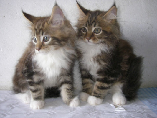 maine coon brown tabby white