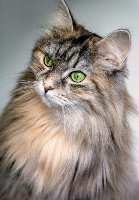 maine coon brown tortie