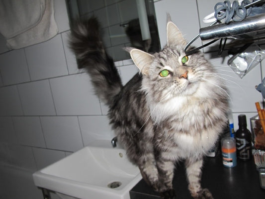 maine coon grey tabby