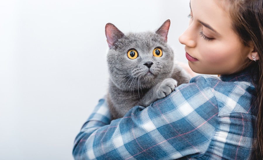 yeux british shorthair