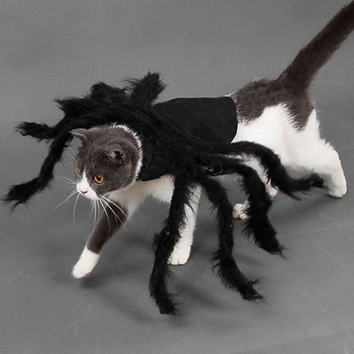 Deguisement Pour Chat Halloween Vraiment Chat