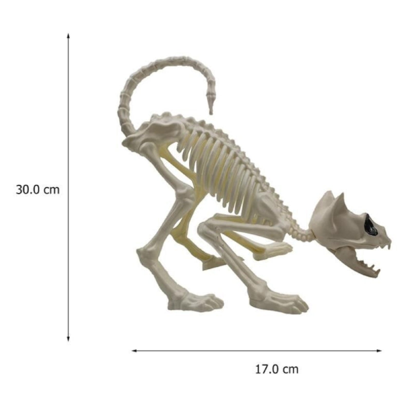 Squelette De Chat Vraiment Chat
