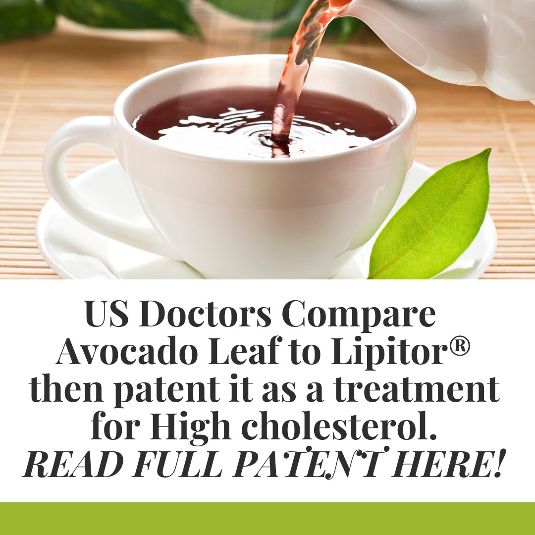 Avocado Leaf treatment for High Chlesterol