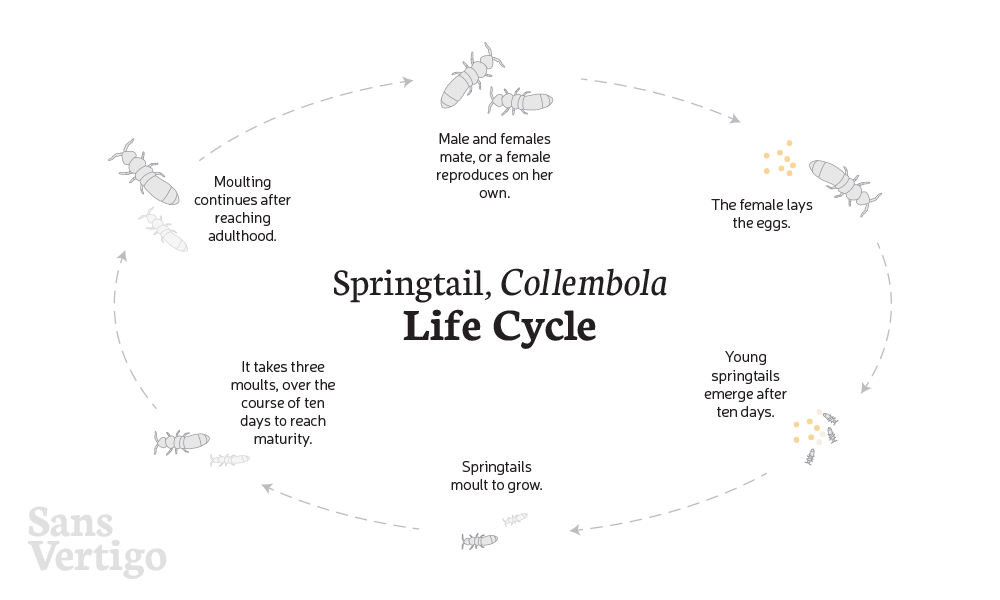 Care Sheet: Springtails (Collembolla) – Sans Vertigo