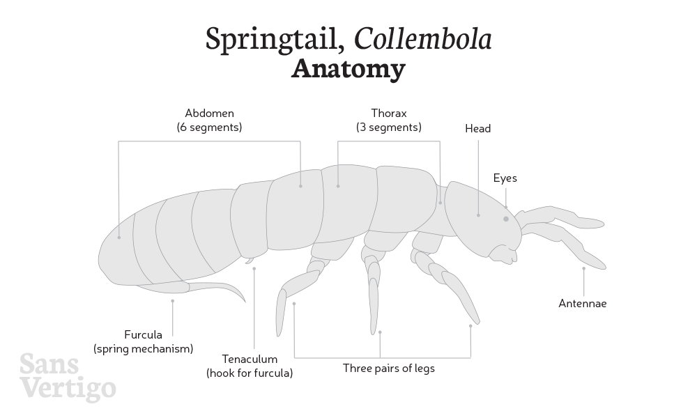 A Complete Homeowner's Guide to Springtails